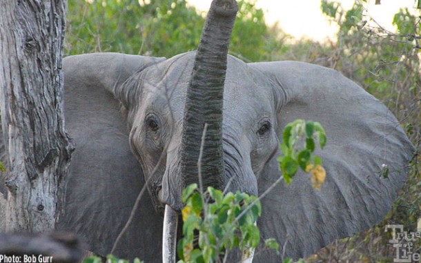 The leading matriarch mother elephant will smash trees to warn of her power