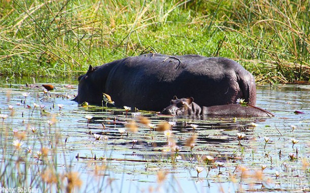 Hippo mother with her baby