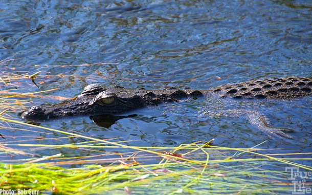 Small alligators are found in the reeds waiting for prey to be snapped up