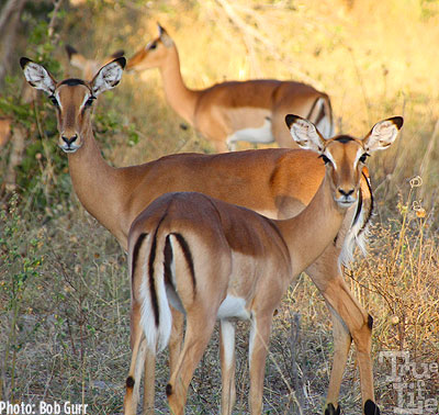 Female impala cast a wary eye at the game drive vehicles