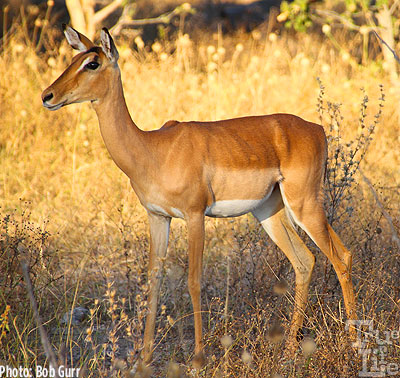 Impala have white belly hair to reflect ground heating