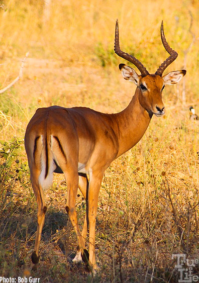 The male impala is one of the sleekest creatures in the forest