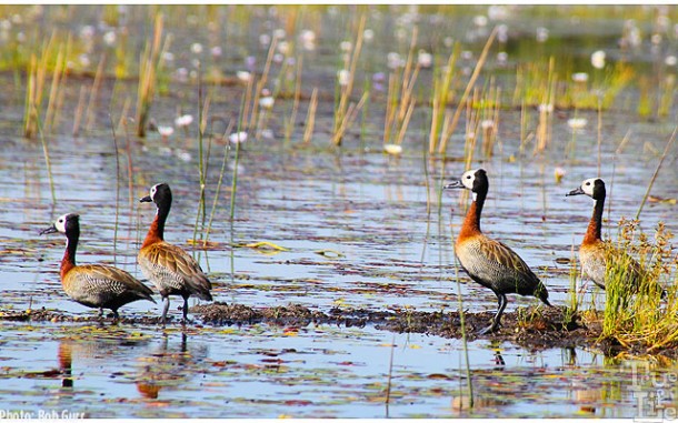 White faced ducks are seen in every marsh