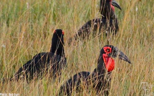 The ground hornbill is easy to find with it's bright red breast pouch