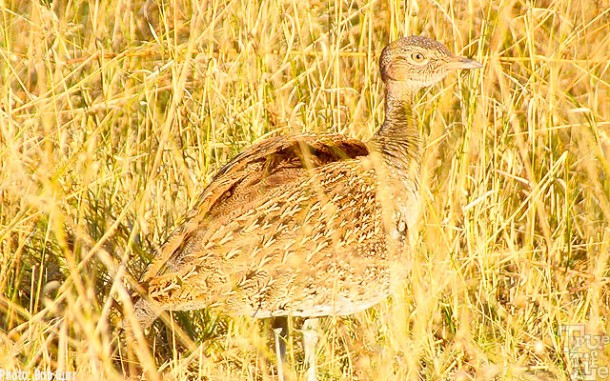 This little sand grouse is almost invisible in similar colored grass