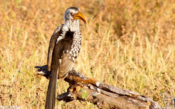 Southern yellow hornbills are a bit menacing looking