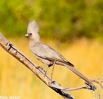 The grey go-away birds make a loud fuss whenever predators are near