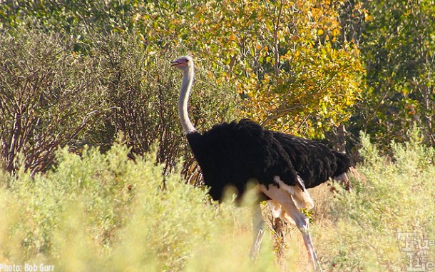 The elusive ostrich never allows anyone to get too close 