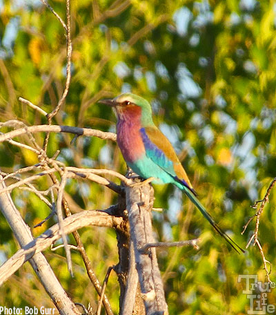 Lilac breasted rollers have such a rainbow of colors