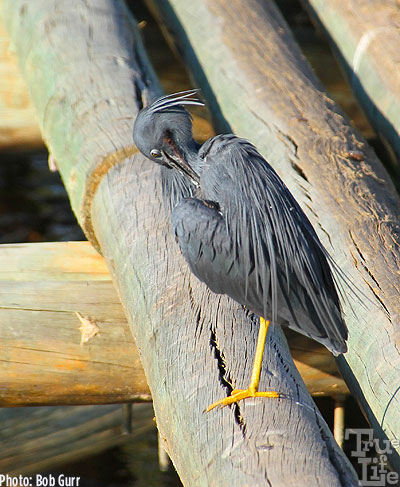 This black heron is doing feather maintenance