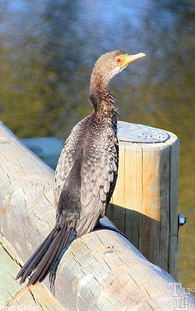 Reed cormorants inhabit almost every marsh looking for fish