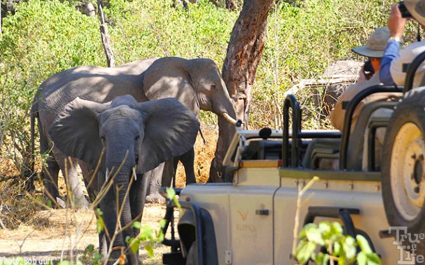 Elephants will block the road when they don't want you near their babies