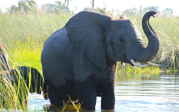 Elephants raise their trunks to better pick up scents of approaching threats