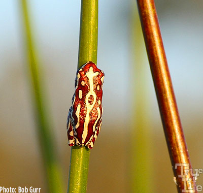 Tiny reed frogs are the size of a fingernail - you must have a good eye