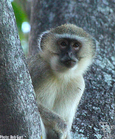 Vervet monkeys scamper all over the camp stealing food