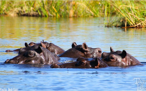 Hippos are everywhere in the ponds and rivers in the Xigera wetlands