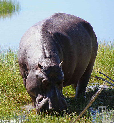 Petunia, a camp friendly (?) hippo walked right up to my tent porch