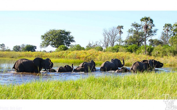 Elephant herds are very impressive, as long as they're not headed your way