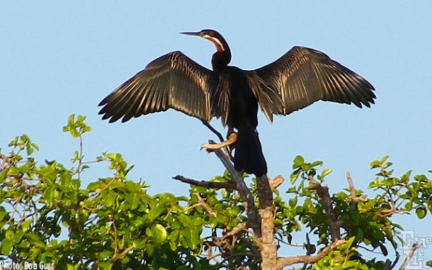 Giant brown throated anhinga cooling it's wings in a treetop