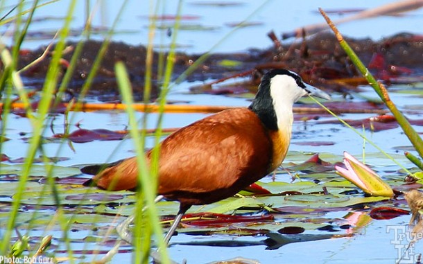 The jacana is a very common bird seen everywhere in the wetlands