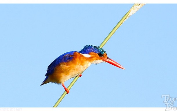 The malachite kingfisher is very tiny but so colorful - everyone's favorite
