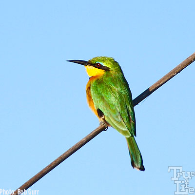 The little bee eater is just too cute