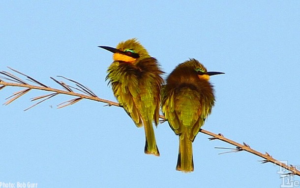 A pair of cute little bee eaters