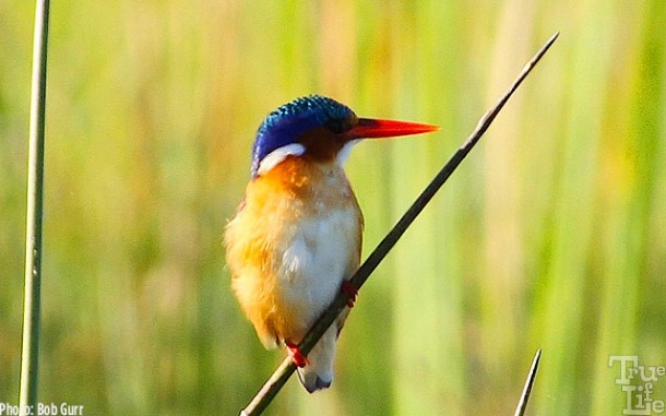 Another malachite kingfisher perched on a reed