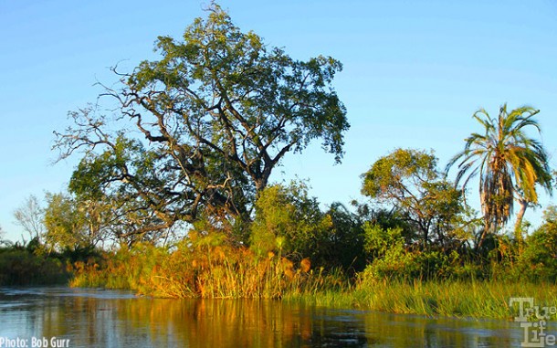 The mixture of wetland and forest makes every scene a garden picture