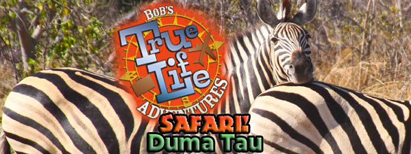 Bob Gurr’s True-Life Adventures – No.13 Safari – Duma Tau