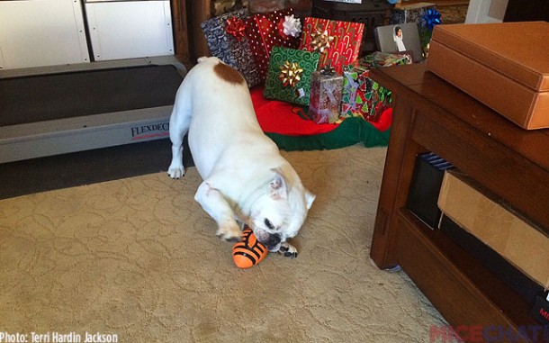 Here’s Tillie playing with her gift from Santa. 