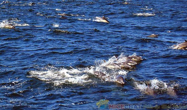 14dolphins-sm