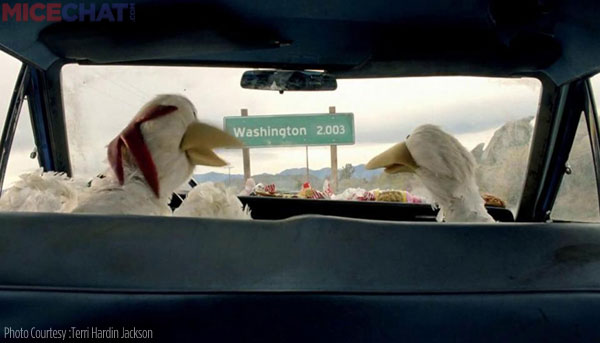 Chickens in Car