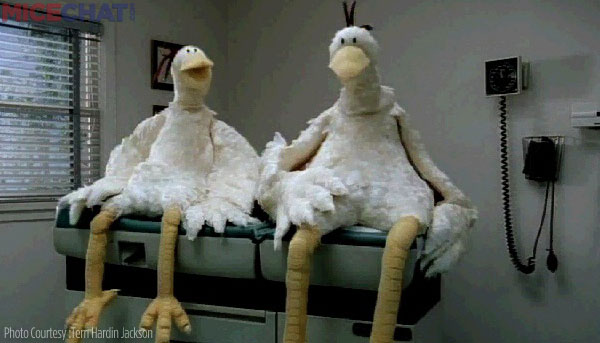 chickens Dr Office