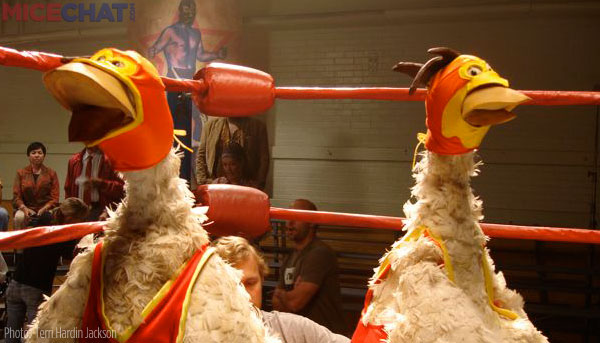 Here are the chickens in their wrestling gear ready to go.