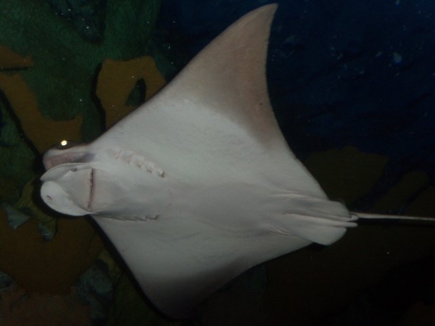 NOLA - Aquarium of the Americas