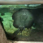 NOLA – Aquarium of the Americas, Amazon Exhibit