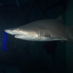 NOLA – Aquarium of the Americas – Gulf Exhibit