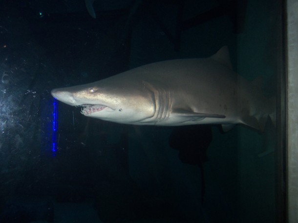NOLA - Aquarium of the Americas - Gulf Exhibit
