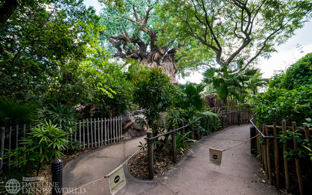 Pathways around the Tree of Life blocked off. Will we ever get these back?