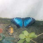 NOLA – Audubon Insectarium
