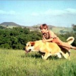 Lipp-Old-Yeller