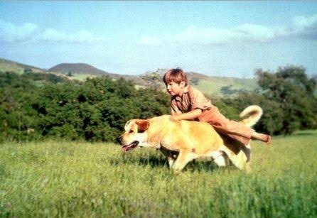 Lipp-Old-Yeller