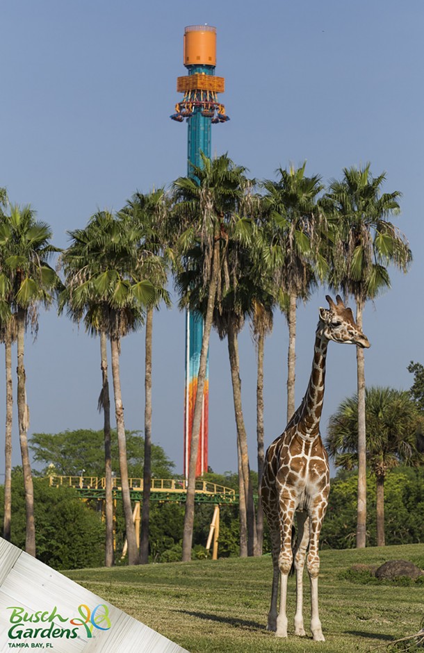 FALCONS_FURY_BUSCH_GARDENS_TAMPA_05
