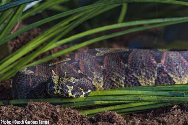 Rhinoceros Viper