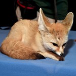 Los Angeles Premiere Of Walt Disney Animation Studios’ “Zootopia”