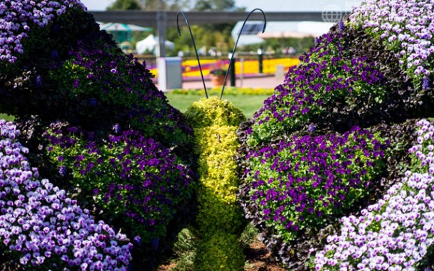 Big butterflies over near the butterfly garden in Future World.