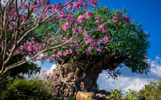 Beautiful trees in bloom around the Tree of Life.