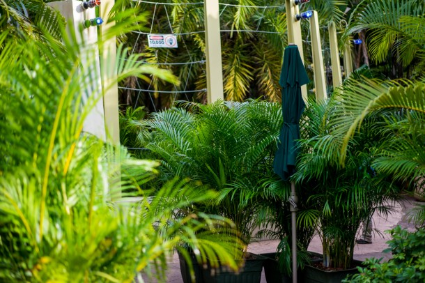 Universal has put large plants obstructing the view of the Raptor Encounter from those who do not wait to see it. Not cool!