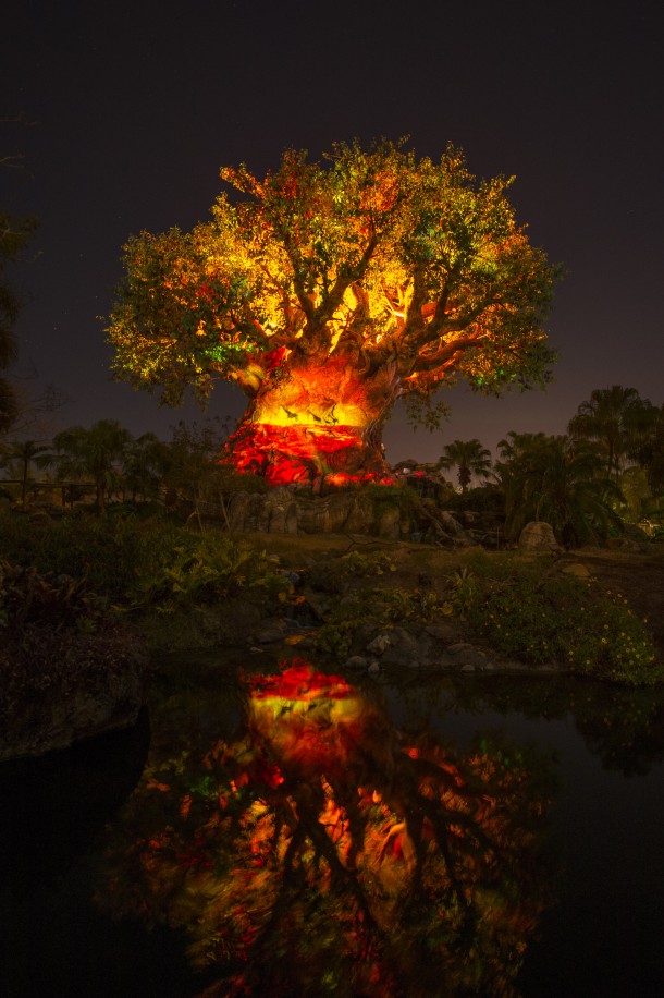 Tree of Life Awakens at Disney's Animal Kingdom at Night